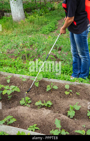 Bauer ist der Schutz aubergine Pflanzen aus pilzlichen Krankheiten oder Schädlinge mit Druck Sprüher im Garten Stockfoto