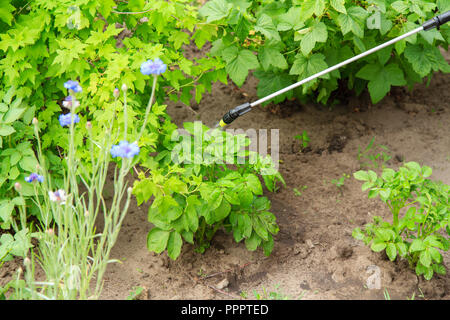 Schutz Kartoffeln Pflanzen aus pilzlichen Krankheiten oder Schädlinge mit Druck Sprüher im Garten Stockfoto