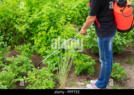 Bauer ist der Schutz Kartoffeln Pflanzen aus pilzlichen Krankheiten oder Schädlinge mit Druck Sprüher im Garten Stockfoto