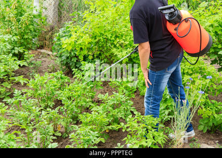Bauer ist der Schutz Kartoffeln Pflanzen aus pilzlichen Krankheiten oder Schädlinge mit Druck Sprüher im Garten Stockfoto