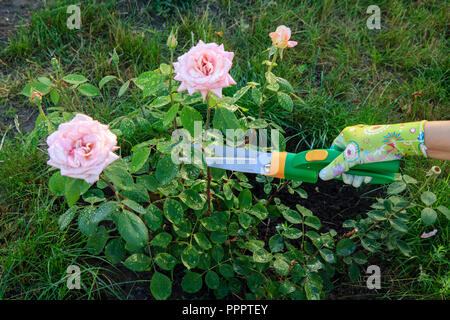 Frau in Handschuhe Verkleidungen ein Rosengarten mit Hilfe von Baum-, Reb- und Gartenscheren Stockfoto