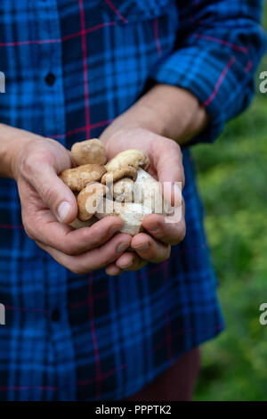 Frische Steinpilze Pilze in den Händen Stockfoto