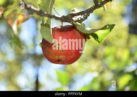 Landschaft in der Umgebung von Batak See, Bulgarien. Stockfoto