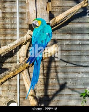 Schönen blauen Ara Papagei von hinten sitzen auf einem Ast und sieht zurück Stockfoto