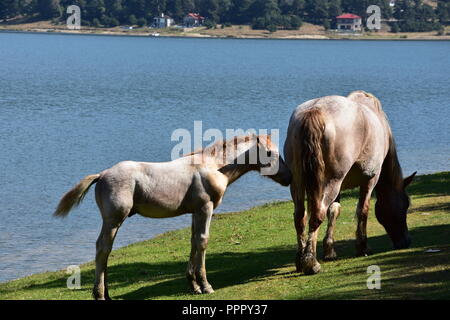 Landschaft in der Umgebung von Batak See, Bulgarien. Stockfoto