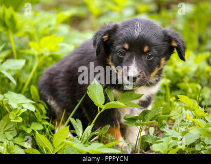 Junge Welpen Hund fotografiert im Freien auf Gras im Garten. Stockfoto