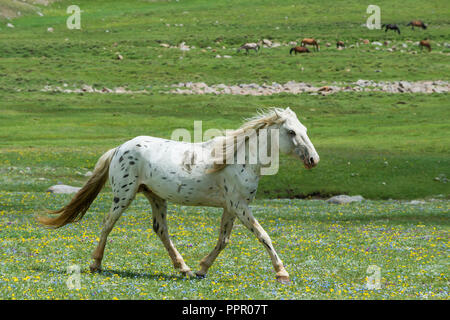 Pferd läuft in der Steppe, Song Kol See, Provinz Naryn, Kirgisistan, Zentralasien Stockfoto