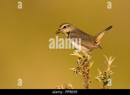 Blaukehlchen (Luscinia svecica), Singvogel, Texel, Nordholland, Niederlande Stockfoto