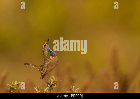 Blaukehlchen (Luscinia svecica), Singvogel, Texel, Nordholland, Niederlande Stockfoto