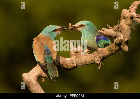 Blauracke (Coracias garrulus), Paar Beuteuebergabe, Hortobagy Natipnalpark, Ungarn Stockfoto