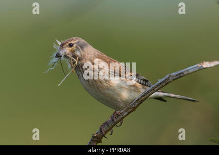 Bluthaenfling (Carduelis cannabina), Texel, Nordholland, Niederlande Stockfoto