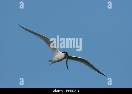 Brandseeschwalbe (Thalasseus sandvicensis), Texel, Nordholland, Niederlande Stockfoto