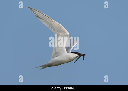 Brandseeschwalbe (Thalasseus sandvicensis), Texel, Nordholland, Niederlande Stockfoto