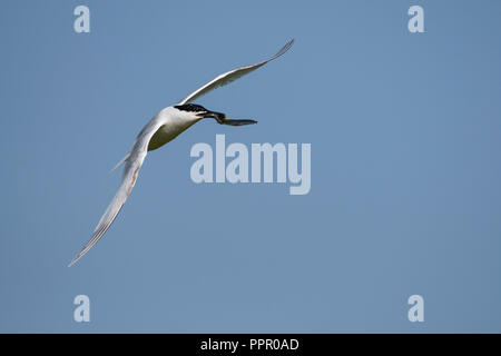 Brandseeschwalbe (Thalasseus sandvicensis), Texel, Nordholland, Niederlande Stockfoto