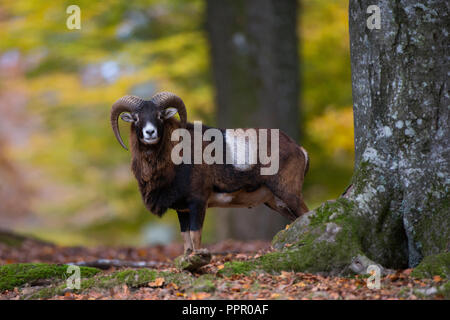 Europäischer Mufflon (Ovis gmelini musimon), Daun, Eifel, Deutschland Stockfoto