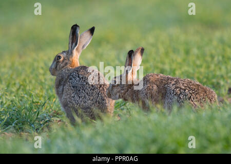 Feldhase (Lepus europaeus), Texel, Nordholland, Niederlande Stockfoto