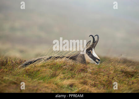 Gaemse (Rupicapra rupicapra), Vogesen, Frankreich Stockfoto