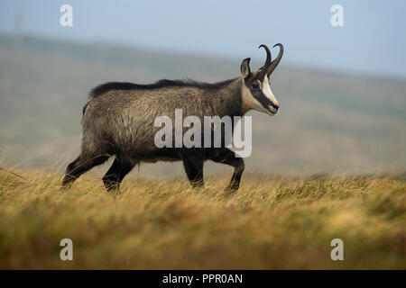 Gaemse (Rupicapra rupicapra), Vogesen, Frankreich Stockfoto