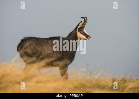 Gaemse (Rupicapra rupicapra), Vogesen, Frankreich Stockfoto