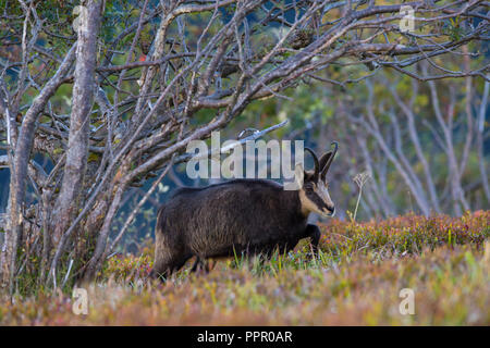 Gaemse (Rupicapra rupicapra), Vogesen, Frankreich Stockfoto