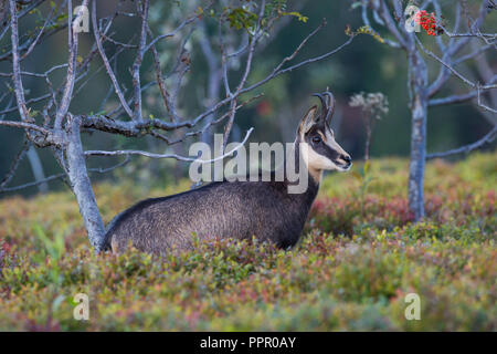 Gaemse (Rupicapra rupicapra), Vogesen, Frankreich Stockfoto