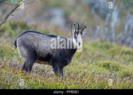 Gaemse (Rupicapra rupicapra), Vogesen, Frankreich Stockfoto