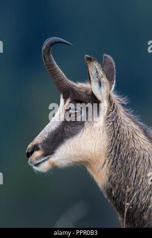 Gaemse (Rupicapra rupicapra), Vogesen, Frankreich Stockfoto