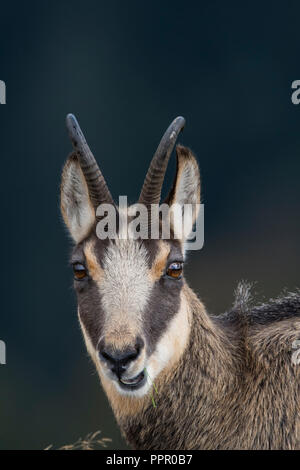 Gaemse (Rupicapra rupicapra), Vogesen, Frankreich Stockfoto