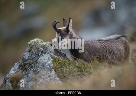 Gaemse (Rupicapra rupicapra), Vogesen, Frankreich Stockfoto