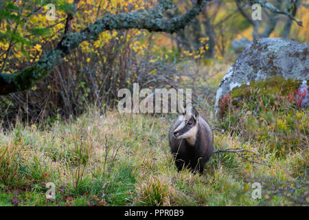 Gaemse (Rupicapra rupicapra), Vogesen, Frankreich Stockfoto