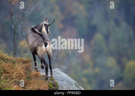 Gaemse (Rupicapra rupicapra), Vogesen, Frankreich Stockfoto