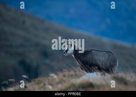 Gaemse (Rupicapra rupicapra), Vogesen, Frankreich Stockfoto