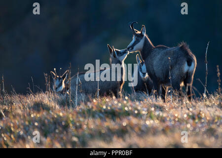 Gaemse (Rupicapra rupicapra), Vogesen, Frankreich Stockfoto