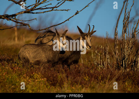 Gaemse (Rupicapra rupicapra), Vogesen, Frankreich Stockfoto