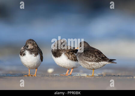 Meerstrandlaeufer, (Calidris maritima), Texel, Nordholland, Niederlande Stockfoto