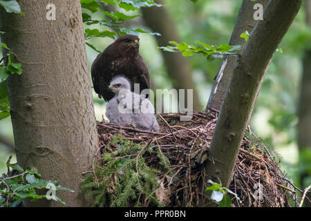 Maeusebussard, Buteo buteo, Jungvogel, Eifel, Deutschland Stockfoto