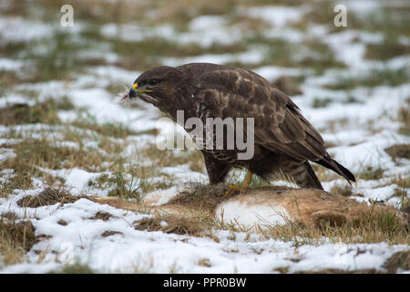 Maeusebussard (Buteo buteo) Frist ein totem Hasen Stockfoto