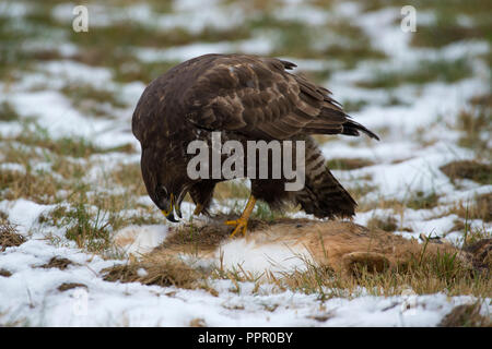 Maeusebussard (Buteo buteo) Frist ein totem Hasen Stockfoto