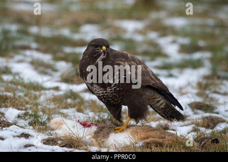 Maeusebussard (Buteo buteo) Frist ein totem Hasen Stockfoto