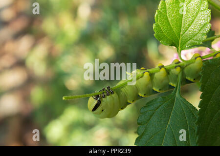 Acherontia atropos Caterpillar der Todeskopffalke Motte, Larven Stockfoto