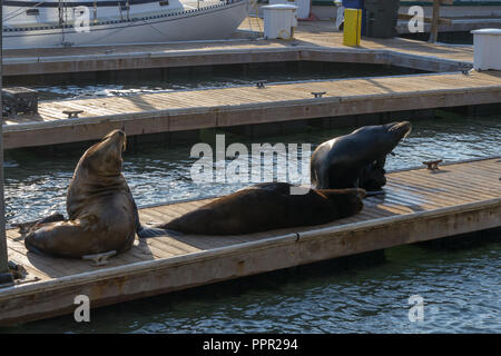 Pier 39 an Fischer Wharf in San Francisco ist berühmt wegen seiner Seelöwen Stockfoto