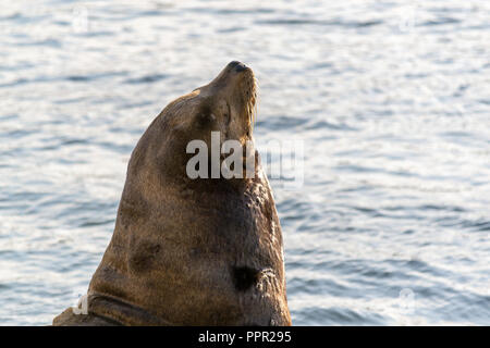 Pier 39 an Fischer Wharf in San Francisco ist berühmt wegen seiner Seelöwen Stockfoto