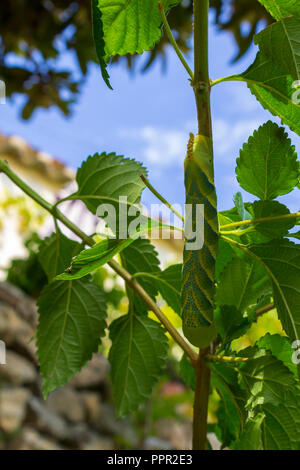 Acherontia atropos Caterpillar der Todeskopffalke Motte, Larven Stockfoto