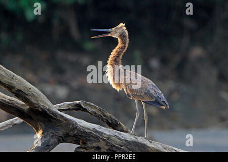 Great-Billed Heron in Papua-Neuguinea Stockfoto