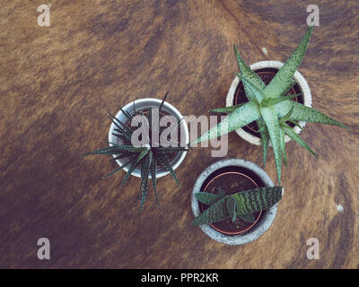 Zwei haworthia (Zebra haworthia und haworthia limifolia) und einem gasteria pillansii sukkulente Pflanzen in Töpfen auf einem kuhfell Teppich Stockfoto