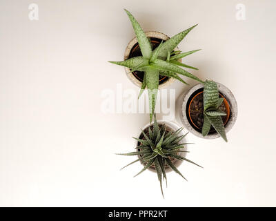 Zwei haworthia (Zebra haworthia und haworthia limifolia) und einem gasteria pillansii sukkulente Pflanze auf weißem Hintergrund Stockfoto