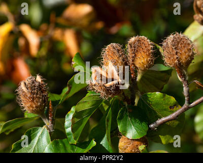 Buche Muttern Stockfoto