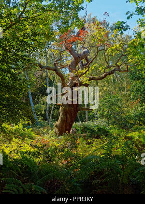 Eine knorrige, unförmigen alte Eiche steht in der Farne und Unterholz in Sherwood Forest Stockfoto