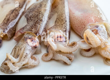 Sehr frischen kleinen Tintenfischen frisch im Meer gefangen Stockfoto