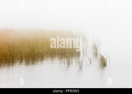 Schilf in nebligen Seascape Stockfoto